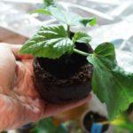 ดอกไม้งอก