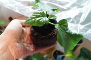 การดูแลและขยายพันธุ์ชบาสวน การปลูกและกฎการเจริญเติบโต