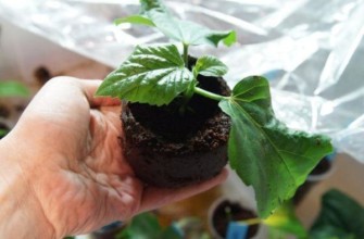 ดอกไม้งอก