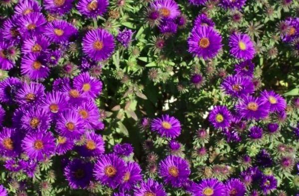 ดอกแอสเตอร์นิวอิงแลนด์