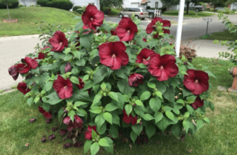 ชบาสีแดง