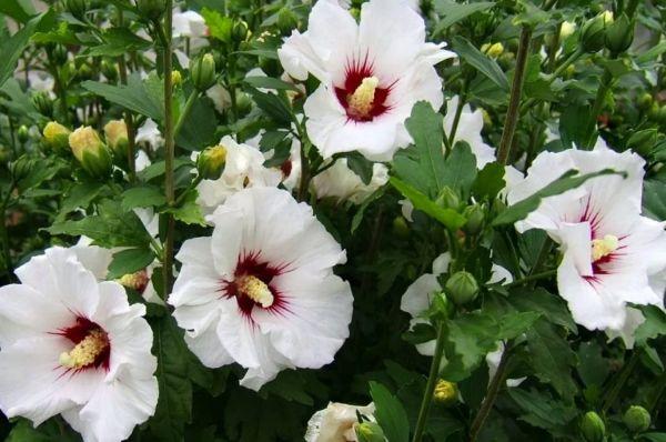 ชบาไซริอาคัส