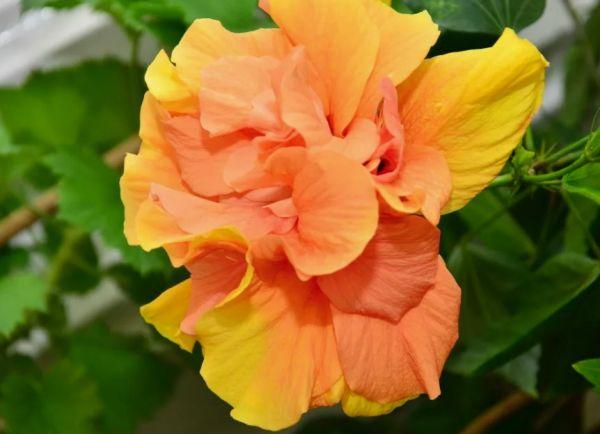 เทอร์รี่ ชบา