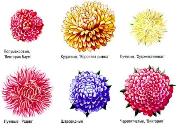 การจำแนกชนิดของดอกแอสเตอร์ตามรูปร่าง ความสูง และระยะเวลาการออกดอก และคำอธิบายของพันธุ์