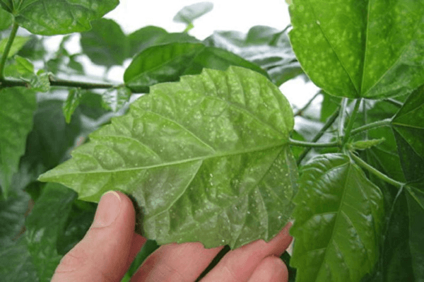 pucerons sur les feuilles