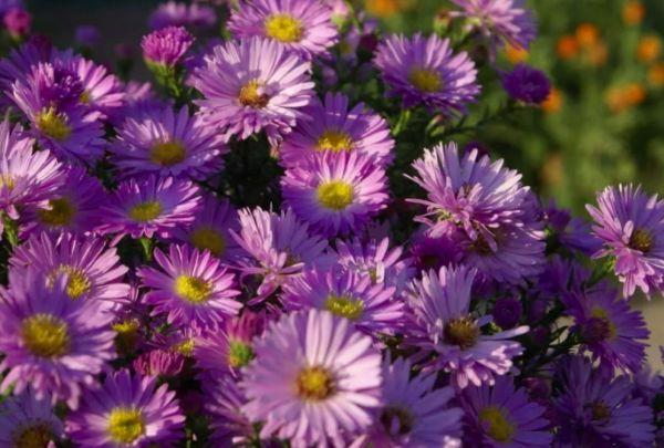 ดอกแอสเตอร์พุ่มไม้