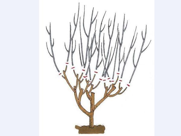 การตัดแต่งกิ่งชบา