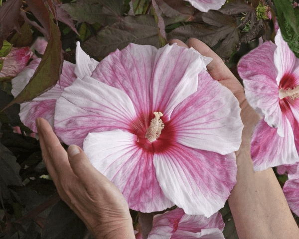 Hibiscus Copper King