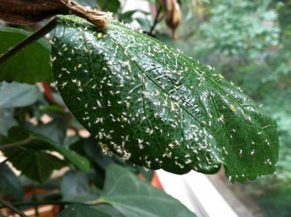 ศัตรูพืชชบา