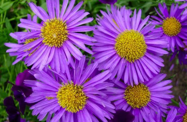 ดอกแอสเตอร์อัลไพน์