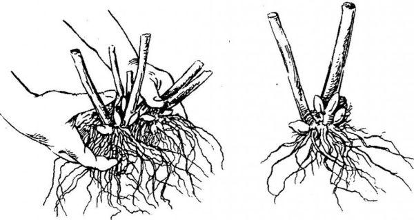 โดยการแบ่งพุ่มไม้