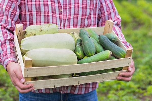 ผักในตะกร้า