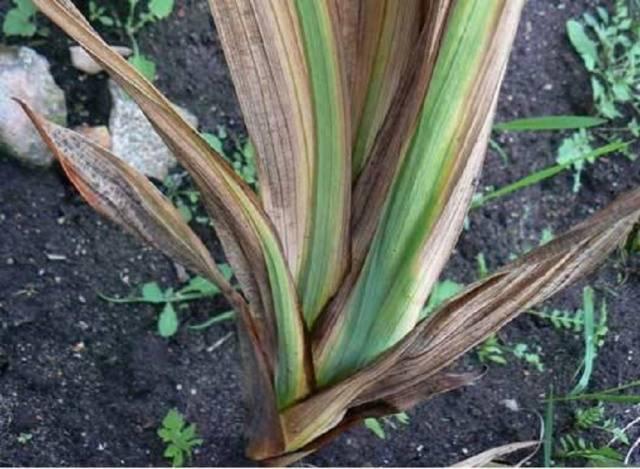 Flétrissement fusarien des fleurs