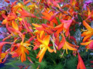 คำอธิบายพันธุ์แกลดิโอลัสญี่ปุ่น การปลูกและการดูแลในพื้นที่โล่ง