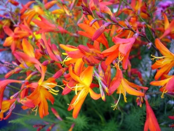 นอริช คานารี