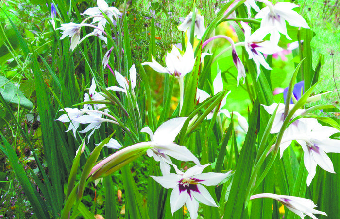 แกลดิโอลัส แอซิแดนเทรา ที่มีกลิ่นหอม