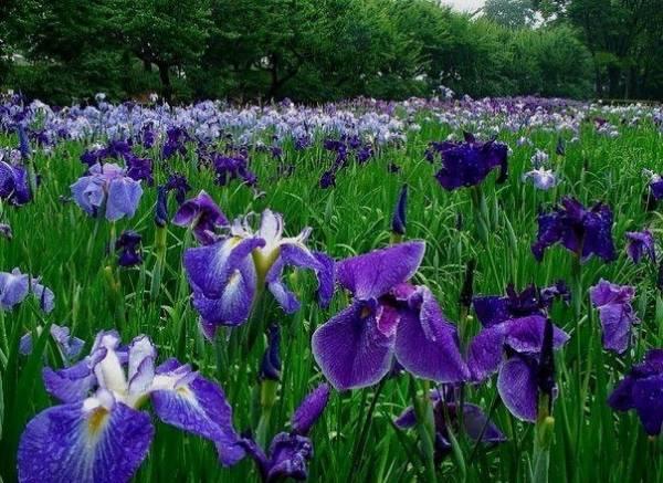 แคสแซนดรา ไอริส