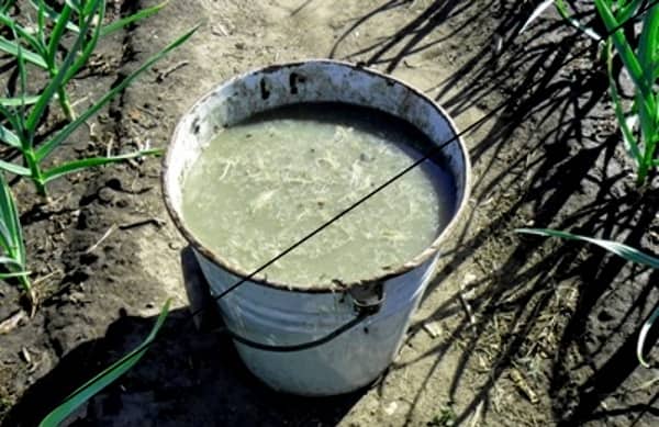 Mélangez 200 g de cendre de bois avec 1 cuillère à soupe de superphosphate et dissolvez dans 1 seau d'eau tiède.