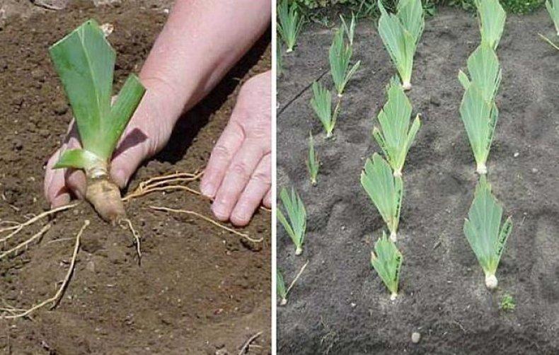 การย้ายดอกไม้