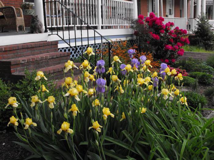 การย้ายดอกไม้