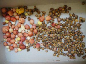 วิธีการขยายพันธุ์แกลดิโอลัสด้วยเมล็ด การปักชำ และการแบ่งหัว