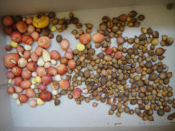 การขยายพันธุ์ดอกไม้