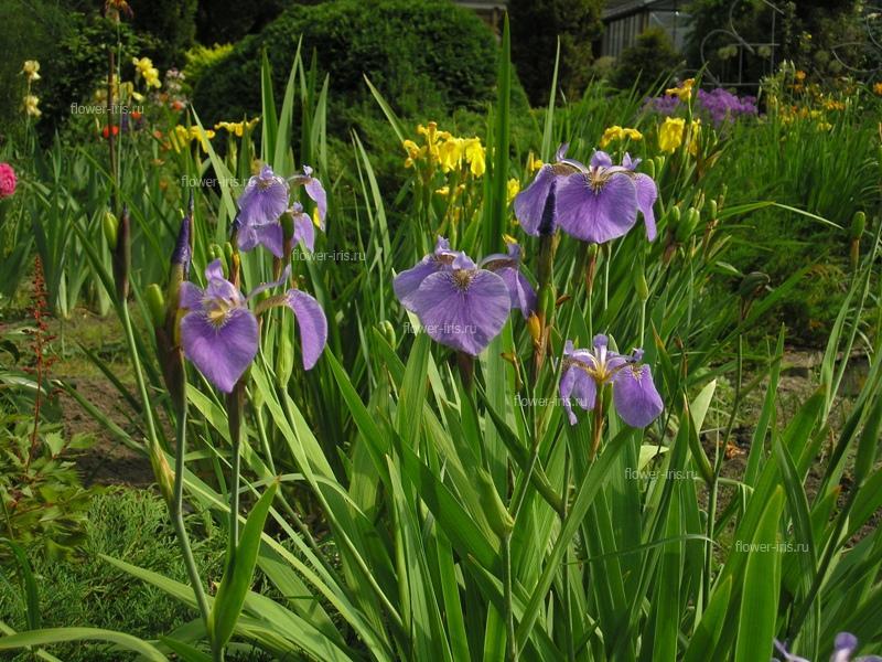 ดอกแคสแซนดรา