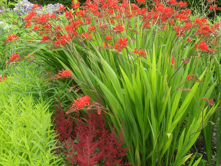 แกลดิโอลัสญี่ปุ่น