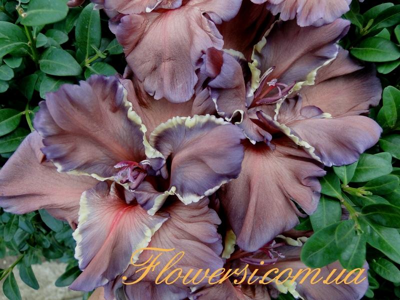 เวทมนตร์โบราณ