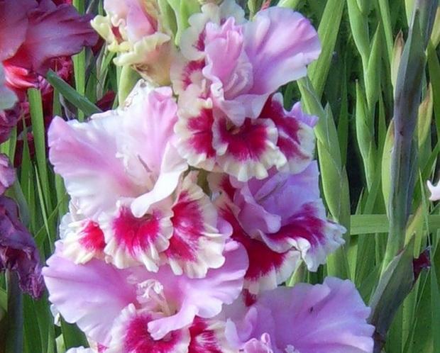 แกลดิโอลี จอร์จ โซรอส