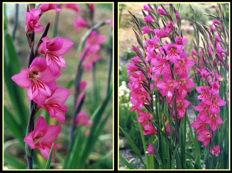 แกลดิโอลัสไบแซนไทน์