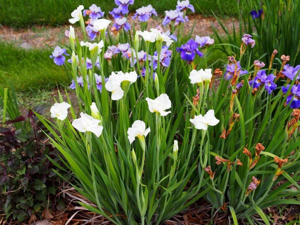 ไอริสไซบีเรีย