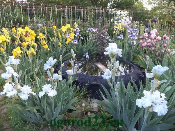 ดอกไอริสที่กำลังเติบโต