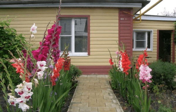 แกลดิโอลัสที่สวยงาม