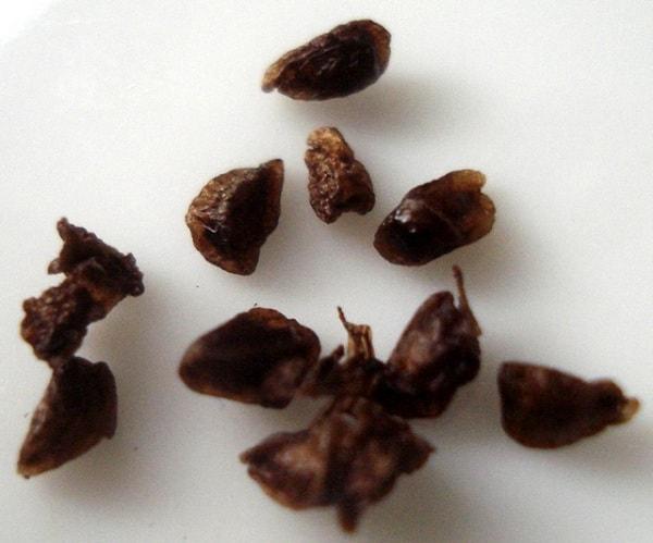 การขยายพันธุ์ไม้เลื้อยจำพวกเถา