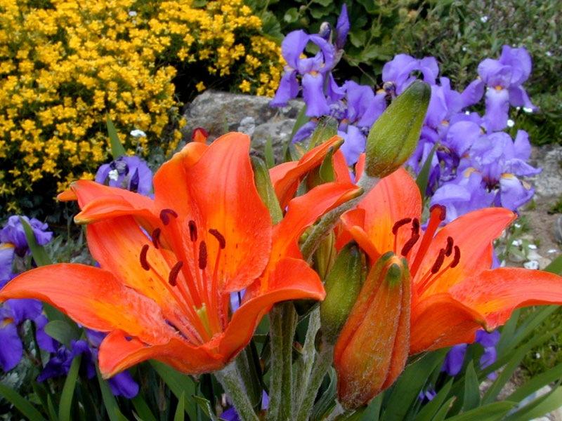 combinaison de couleurs