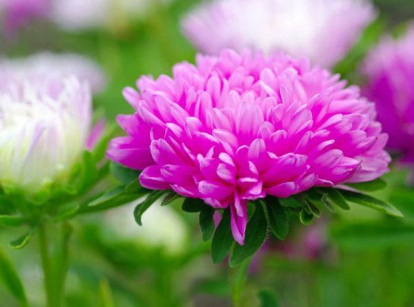 ดอกแอสเตอร์