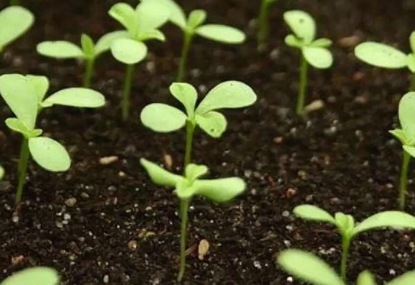 การหว่านเมล็ดพันธุ์