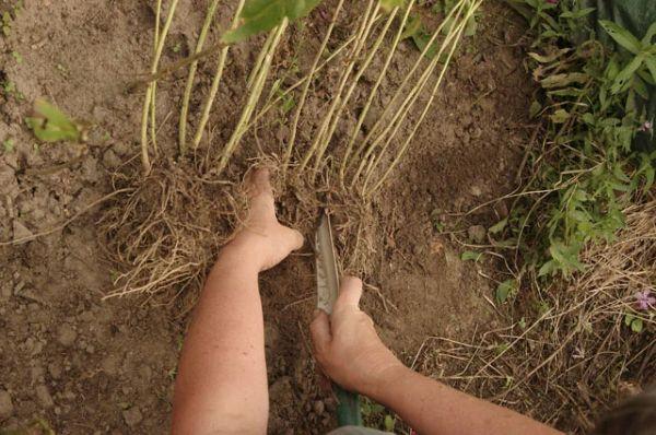 การแบ่งราก