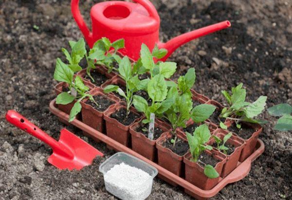 การย้ายต้นกล้า