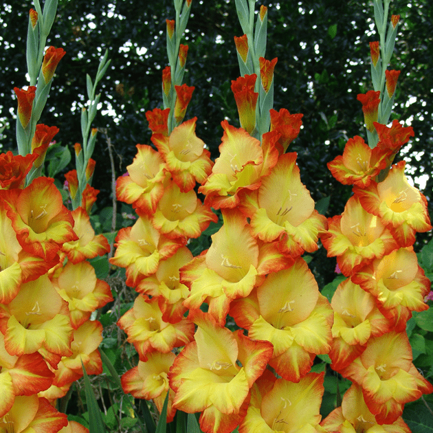 แกลดิโอลัสฮาโลวีน