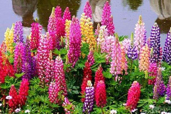 ไข่มุกสีเหลือง