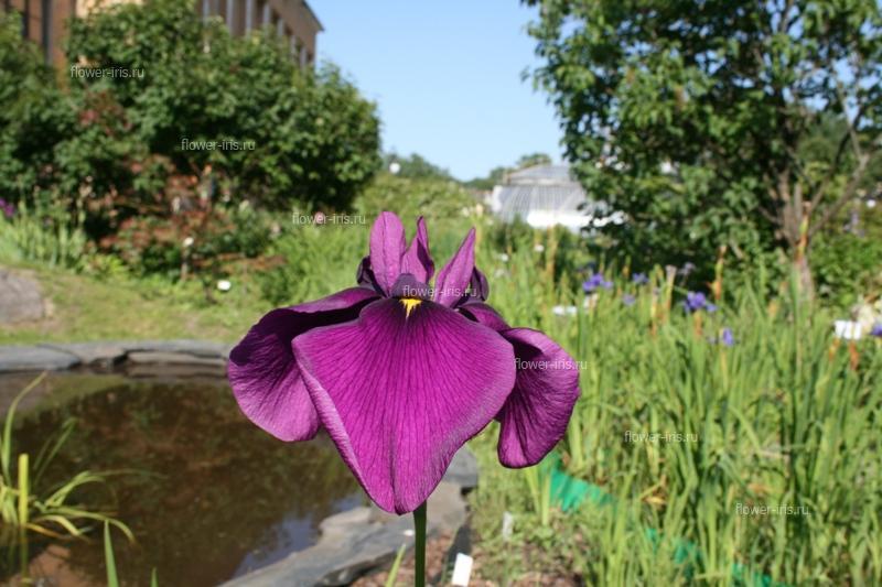 ดอกไม้สีม่วง