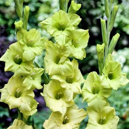 แกลดิโอลัส วิริดิโฟเลีย