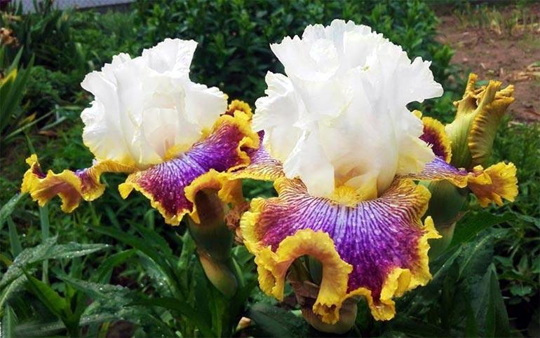 ดอกไอริสที่กำลังเติบโต