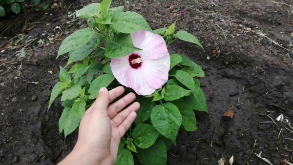 ต้นอ่อนชบา