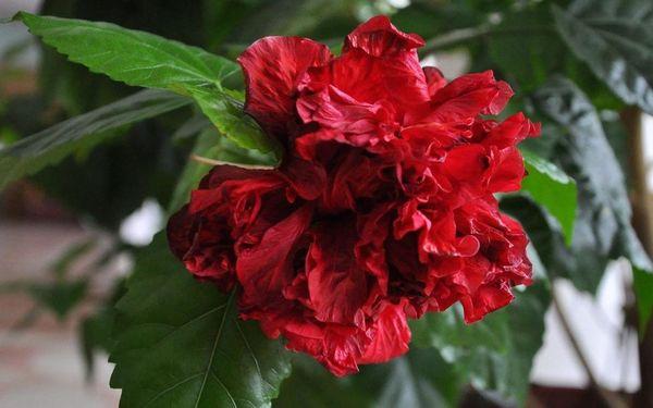 ชบาเทอร์รี่