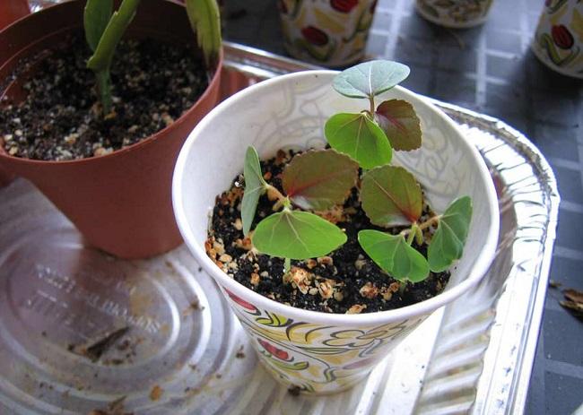 ต้นกล้าดอกไม้