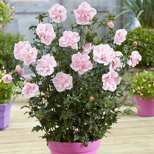 ชบาเทอร์รี่