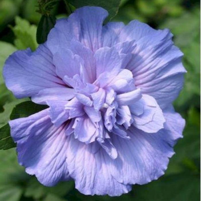 ชบาเทอร์รี่